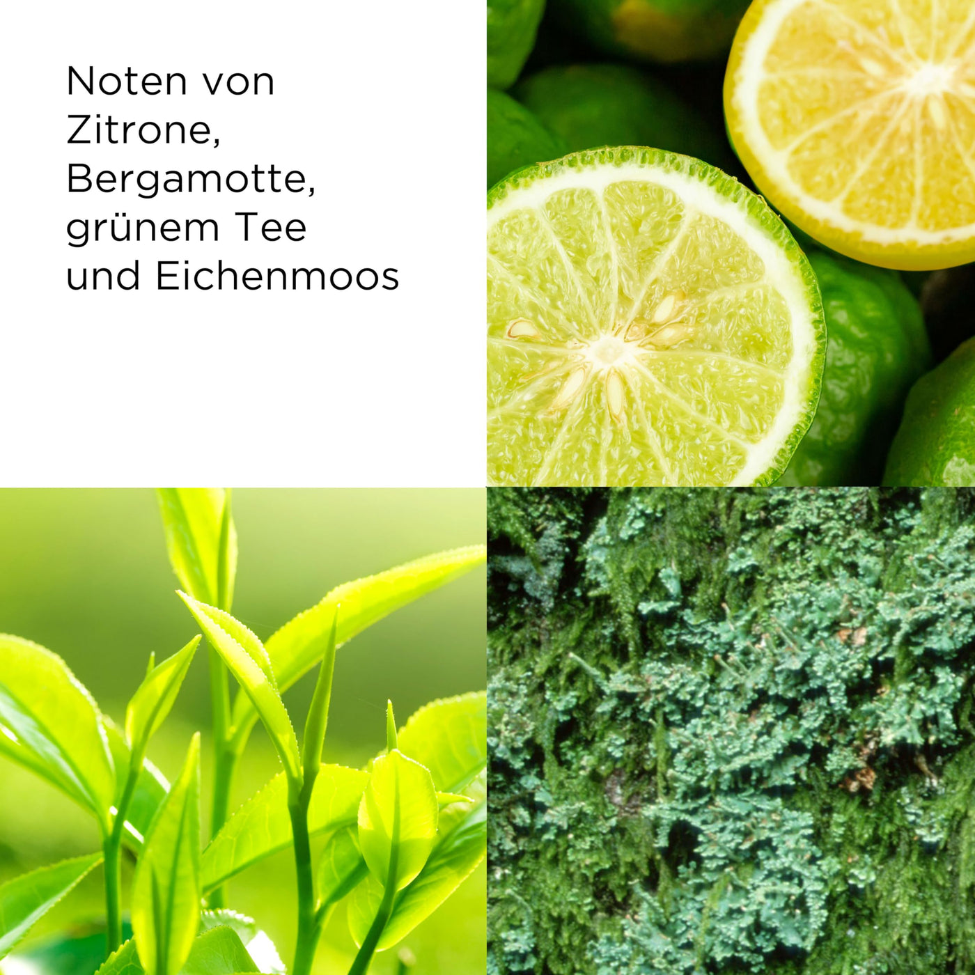 Elizabeth Arden - Green Tea, Eau de Parfüm, Parfüm mit Naturessenzen wie Grüner Tee und Bergamotte, erfrischend, blumig und zitrusartiger Duft, weckt die Sinne, belebt - 100 ml