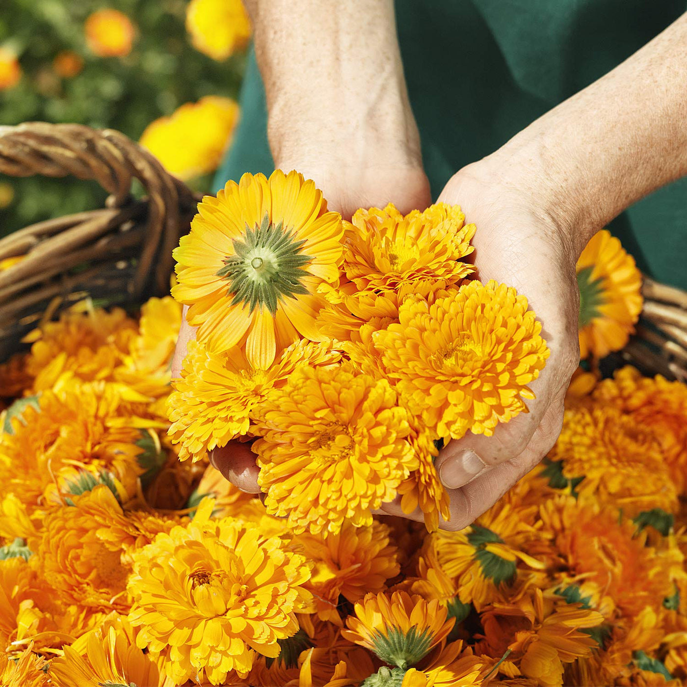 WELEDA Bio Baby Calendula Pflegeöl parfümfrei - veganes Naturkosmetik Babyöl mit Sesamöl zur Pflege & Massage von Babys. Körperöl zum Schutz vor Hautreizungen, Wundwerden & trockener Haut (1x200ml)